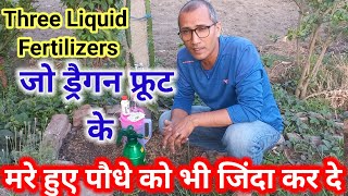 3 Fertilizers for dragon fruit plant in the month of May Jun ड्रैगन के मरे हुए पौधे को जिंदा कर दे [upl. by Elaweda380]