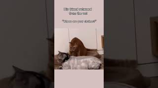 Follow for more inspirations ☺️ cat funnyvideo funnyshorts [upl. by Johathan794]