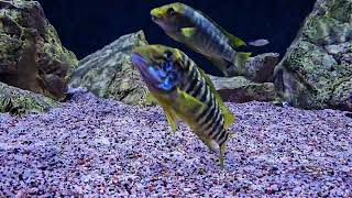 most agressive cichlids of lake tanganyika petrochromis [upl. by O'Reilly]