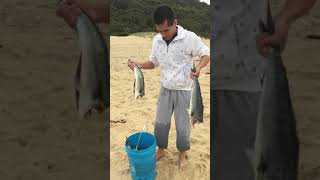 Garie beach fishing NSW shorts youtube youtubeshorts viral viralshorts india Indonesia usa [upl. by Ayet60]