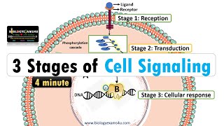 3 Stages of Cell Signaling [upl. by Annawoj]