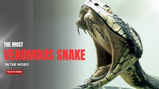 The Most Venomous Snakes in the World – Would You Dare to Face Them [upl. by Marilla]