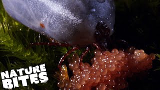 David Attenborough Meets a Hedgehog Parasite That Feasts on BLOOD  Micro Monsters  Nature Bites [upl. by Tor637]