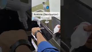 Gram staining procedure microbiology bacteria viralvideo trending [upl. by Ymeraj]