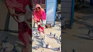 My lovely pigeons ytshorts racingpipigeons pigeon kabootar [upl. by Anum]