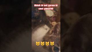 Minicik bir kedi yavrusu bir sanat şaheseridir kedisesi kedi like4like [upl. by Salokin]