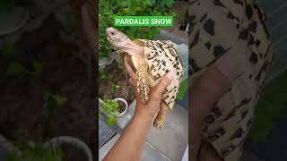 KURAKURA PARDALIS SNOW SUPER pardalis pardalistortoise snow snowfall tortoise [upl. by Laeno]