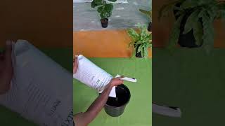 Grow a Stunning Monstera with Our Pocket Grower Indoor Potting Mix indoorpots day pocketgrower [upl. by Trimble727]