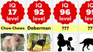 Comparison Smartest Dog Breeds Ranking  Most Intelligent Dog Breeds In The World [upl. by Hsivat]