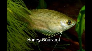 Honey Gourami A perfect peaceful centerpiece fish [upl. by Harwilll]