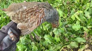 Chasse au Petit Gibier LIEVRE Perdreau Faisan PLUVIER [upl. by Temirf12]