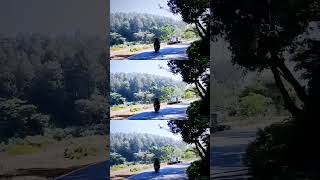 Araku ghat roads  bikeride ghatroads travel friends travel [upl. by Brittan282]