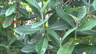 Calotropis Gigantea  White Madar  Crown Flower plant [upl. by Skillern]