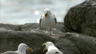 How Nature Works Gull Territoriality [upl. by Peterman730]