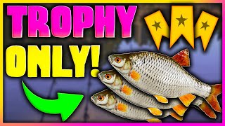 Russian Fishing 4  BEST TROPHY ONLY COMMON ROACH SPOT ON SURA RIVER ONLY TROPHY [upl. by Africa]