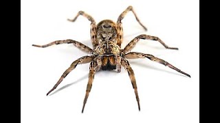 Spider Control  How Much Does Spider Extermination Cost [upl. by Ahsilak]