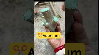 ✂️এডেনিয়াম এর বনসাই😲Adenium Bonsai care🌱Desert Rose Bonsai plant garden bonsai [upl. by Ddal]