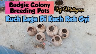 Matkiyan Pots in Budgie Colony – The Best Nesting Solution for Your Birds [upl. by Niddala]