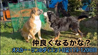 距離が縮まるロイとエイミー【オスカー・リコのダイエット日記119 120日目】 [upl. by Debbra]