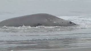 LA PESCA SE INTERRUMPIÓ AL VER EMERGER UN ANIMAL GIGANTE DEL MAR [upl. by Leahcimal603]