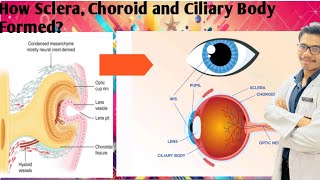 Eye Development Development of Choroid  Ciliary Body and Iris  Development of Sclera [upl. by Ailemaj]