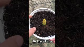 Instructions for growing hibiscus flowers [upl. by Maddy]