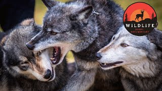 Gray Wolf Fun Facts [upl. by Ahael]