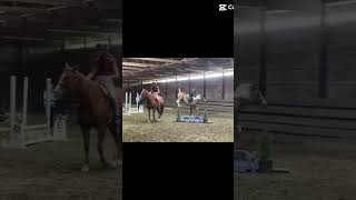 Tibby’s such a goofball 😂🐴 Lilyvander horse funny equestrian horsegirl trending [upl. by Haugen]