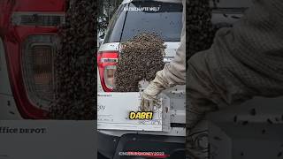 Die Bienen schwärmen 😱 [upl. by Adnoluy]