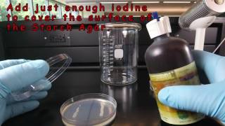 Starch Hydrolysis [upl. by Ossie107]