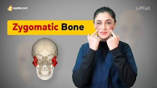 Zygomatic Bone  Cranial Osteology  Anatomy Lecture for Medical Students  VLearning™ [upl. by Eibo337]