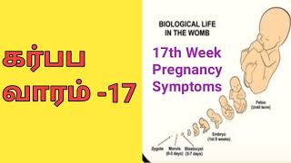 கர்ப்ப வாரம் 17 17th Week Pregnancy in Tamil  What to Expect in Tamil  LuckyTips [upl. by Ataga488]