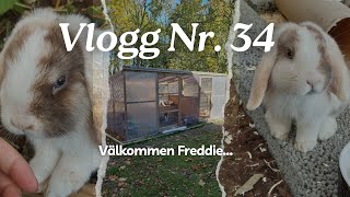 Vlogg Nr 34  Välkommen Freddie [upl. by Nywled]