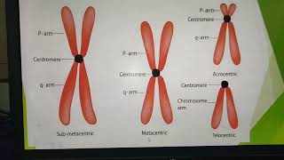 MetacentricSubmetacentricAcrocentricTelocentric Chromosomes [upl. by Delle519]