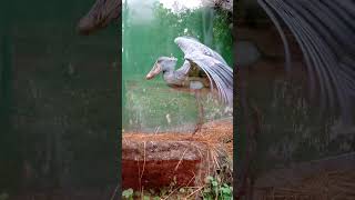 Shoebill Stork flying [upl. by Ehud763]