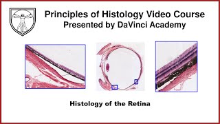 Histology of the Retina Special Senses Histology Part 3 of 4 [upl. by Schmeltzer]