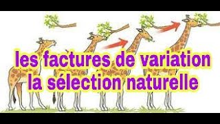 Cours SVT Bac Biof génétique des populations 4 facteurs de variabilité  sélection naturelle [upl. by Rodrique]