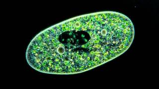 Amazing Microscopic video Paramecium Bursaria showing symbiosis with green algae [upl. by Janella]