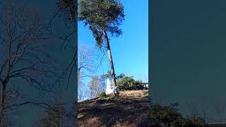 Felling at its finest treelife treeservice treeremoval [upl. by Eirbua427]