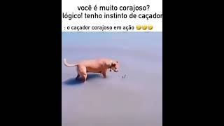 Caçador corajoso em ação [upl. by Ainesell]