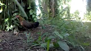 Ayam Hutan Pikat Betina 24 [upl. by Chicoine233]