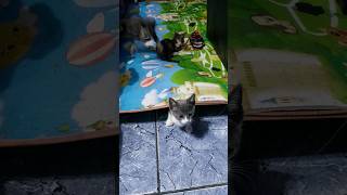 🐈Batalla de juegos 🐈‍⬛ gatunos 😅 [upl. by Bouzoun781]