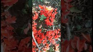 Palash Ke Phool nishamadhurima shorts palashkephool pahleaaphumpesong holi nature beauty [upl. by Htiek756]