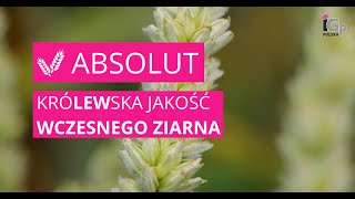 🌱 Pszenica ozima ABSOLUT [upl. by Bengt986]