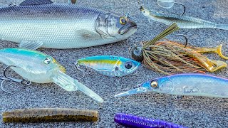 How To Catch Bass During The Fall To Winter Transition Cold Water Baits [upl. by Artemed]