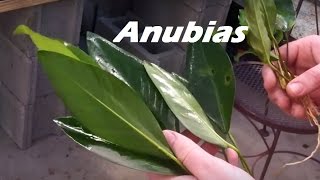 Beginner Plant Anubias Minima Anubias Congensis 3rd 125 Gallon tank [upl. by Ahsitnauq]