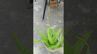 Plant of aloe vera factsinhindi amazingfacts [upl. by Lodge]