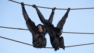 Siamang gibbon monkey sound  gibbon monkey [upl. by Huba]