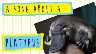 A Platypus song for children by Poco Drom [upl. by Nored881]