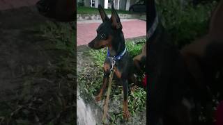 kanan miniaturepinscher calm dog enjoy in park youtubeshorts shortsfeed shortsvideo love [upl. by Inaboy]